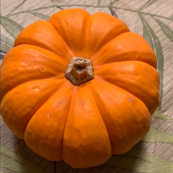 Meet your Posher, Rose - Picture 1 of 1